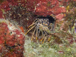 Spotted Spiny Eel IMG 7231